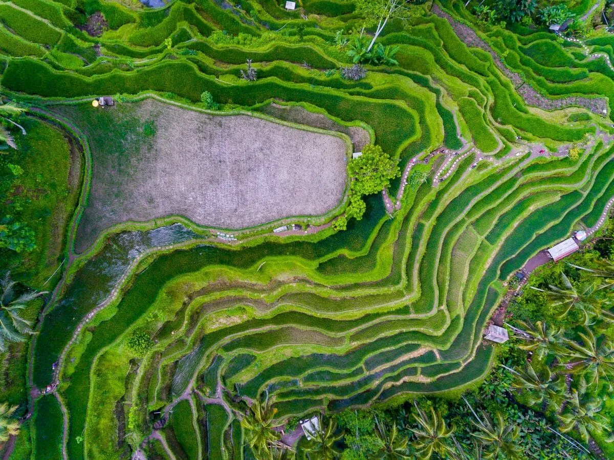 Ubud_riziere.jpg