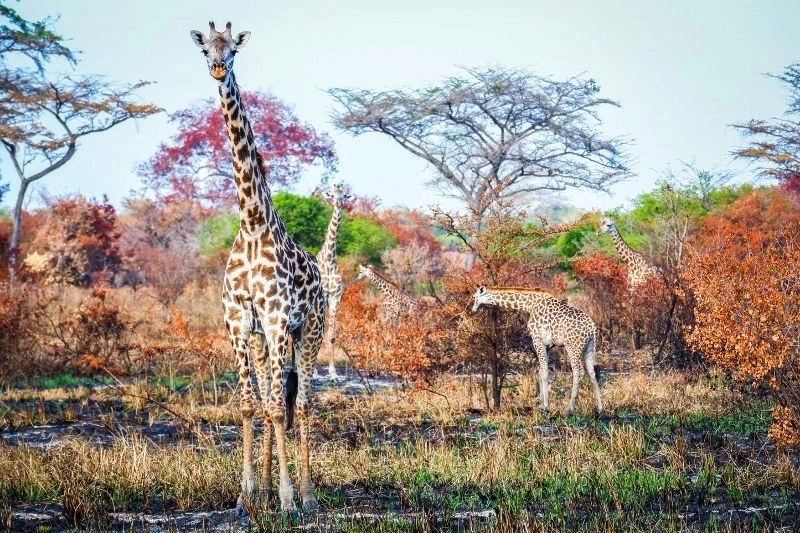 Game_drive_(28)_(800x533).jpg