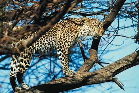 Leopard.jpg