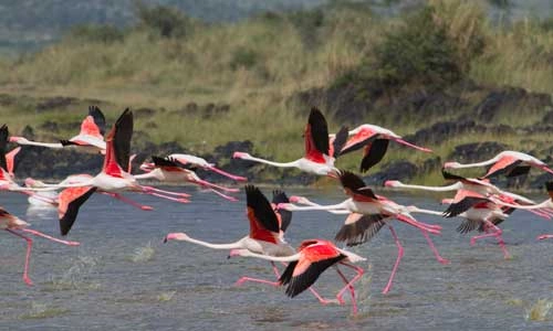 B_238_KE_TZ_FLAMANDS_NAINS.jpg