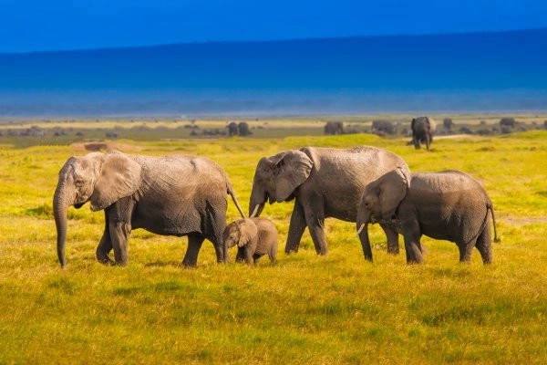 Gecombineerd reis- en hotelarrangement: Diamonds Malindi 5* met 1 overnachting safari in Tsavo Oost