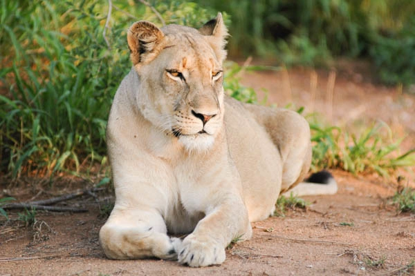 Gecombineerd reis- en hotelarrangement in Diamonds Malindi 5* met 3 nachten safari in Tsavo Oost/West en Amboseli.