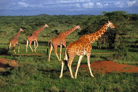 Giraffen.jpg