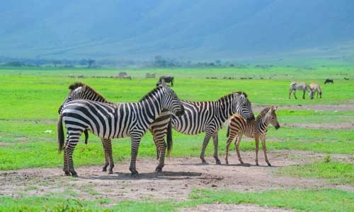 1 overnachting in Dream's Bay Boutique Hotel 4* & Saadani Safari