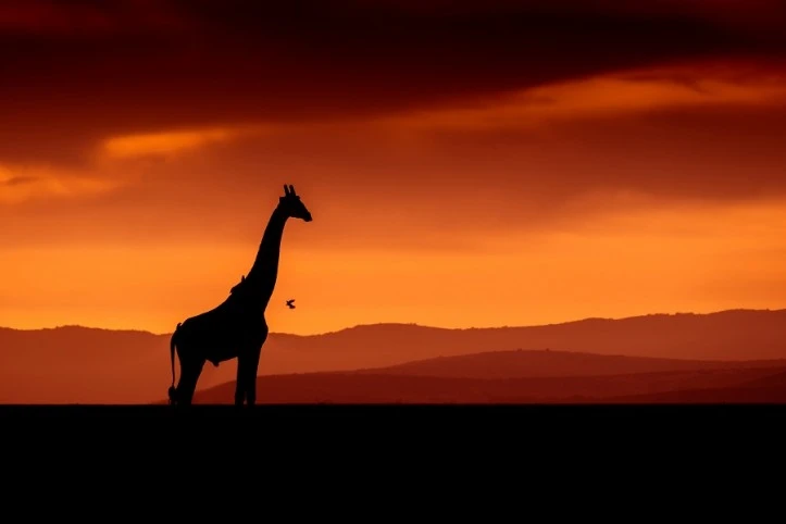 Exclusieve 'Out of Africa' safari in Kenia's mooiste parken - 10D/8N