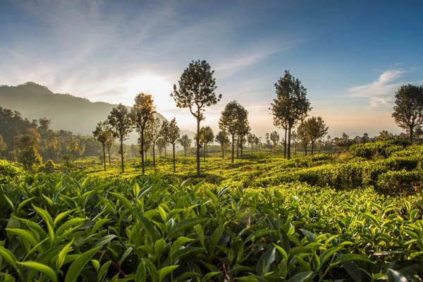 vue_729724_pgbighd.jpg