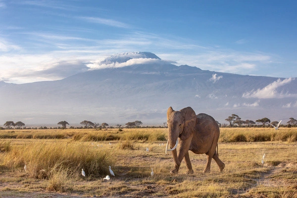 Gecombineerde rondreis en hotelverblijf in Neptune Village 4* met 3 nachten in Tsavo West / Amboseli / Tsavo East
