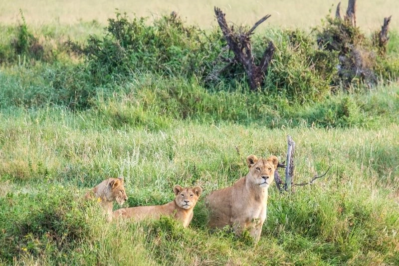 Verblijf in het 5-sterren Aldiana Club Kwanza & 1-nacht safari in Selous