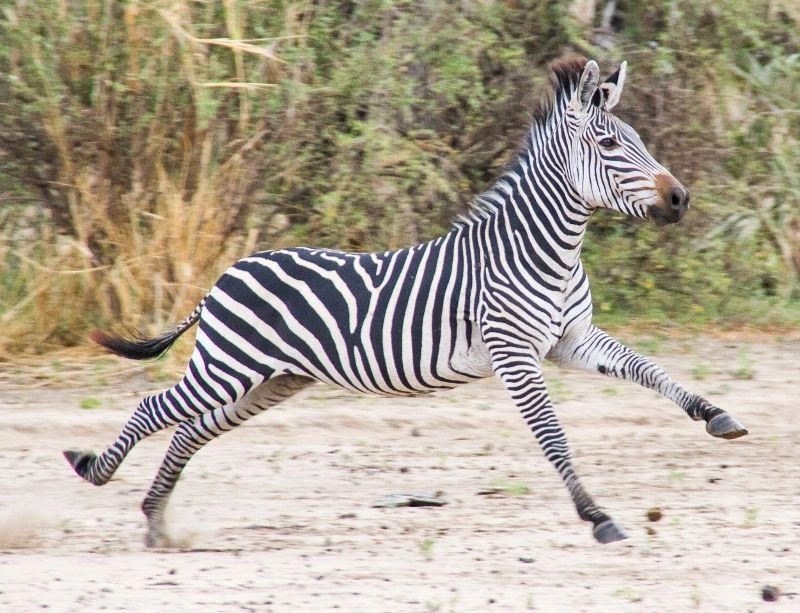 Verblijf in het Mandarin Resort Zanzibar 4* & 2-daagse Selous Safari