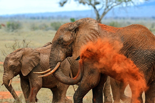 Reis- en hotelarrangement in het 5-sterren Visiwa Beach Resort met 2 overnachtingen in Tsavo Oost/West.