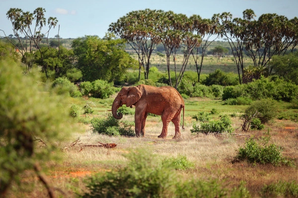 Gecombineerd tour- en hotelarrangement in het Pinewood Beach Resort & Spa 4* met een safari van 1 nacht in Tsavo East.