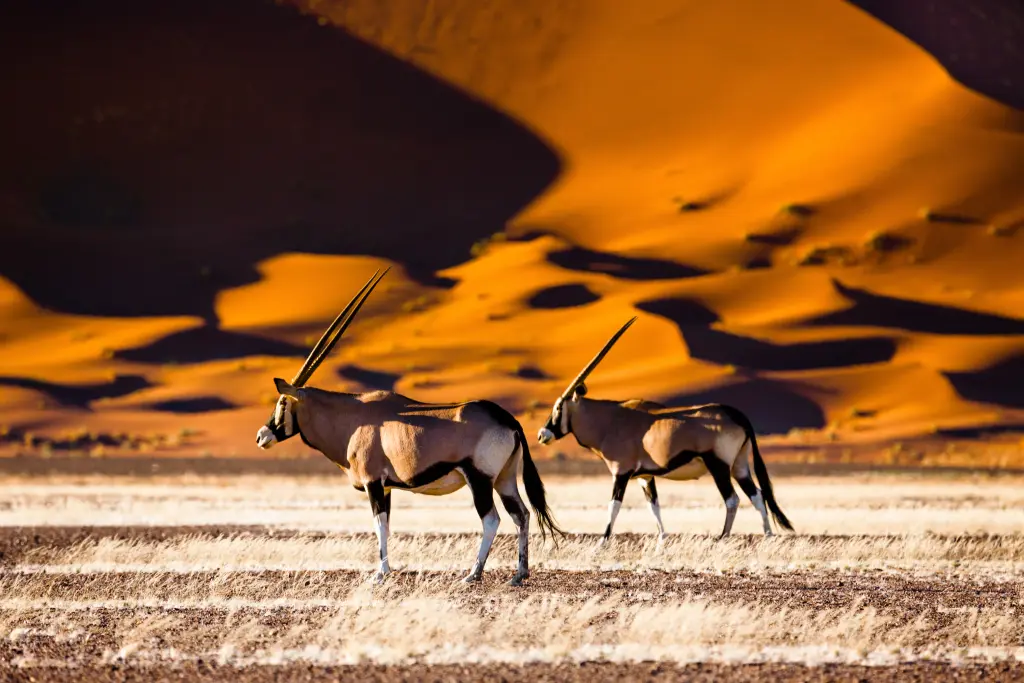 Sublieme Namibië buiten de gebaande paden-15J/13N
