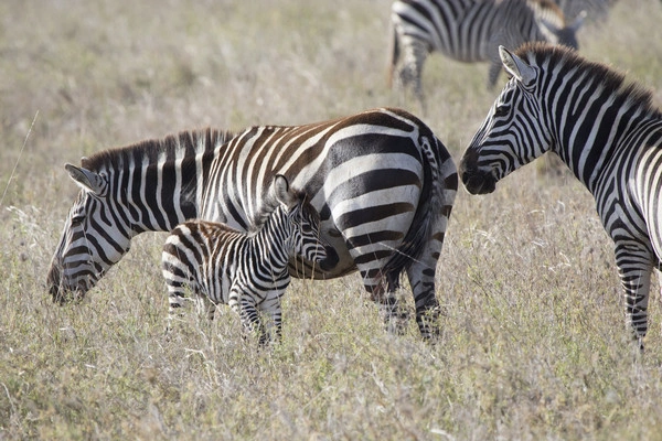 Gecombineerd tour- en hotelarrangement in Palumbo Mnemba View Resort 4* met 2 overnachtingen in Selous Park.