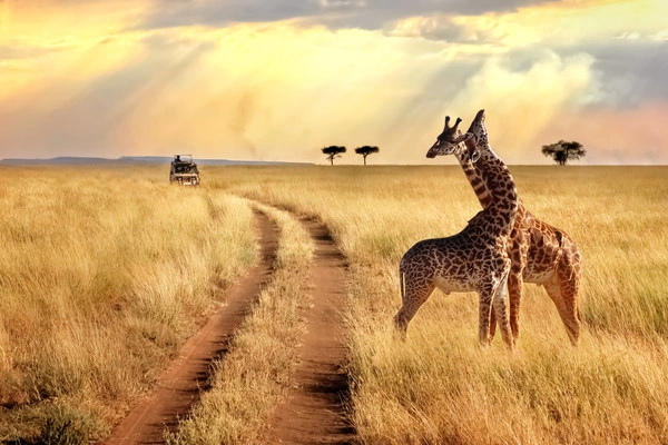 Gecombineerd tour- en hotelarrangement in het Framissima Evasion Royal Mandarin Hotel & Resort 5* met 1 overnachting in het Selous Game Reserve.