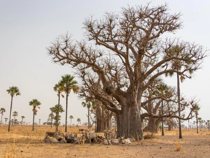 Casamance, eilanden en mensen - Van Dakar naar Dakar
