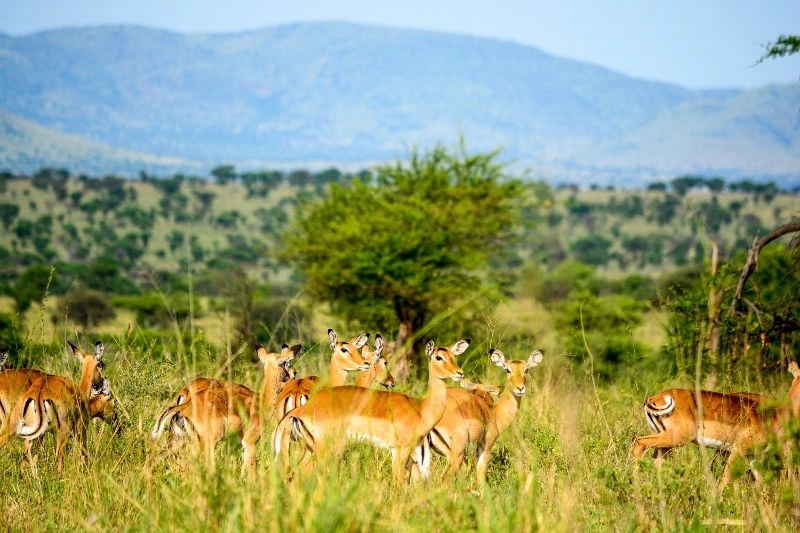 Safari in Selous 3 nachten & verblijf in Olzadia Boutique Hotel 4*