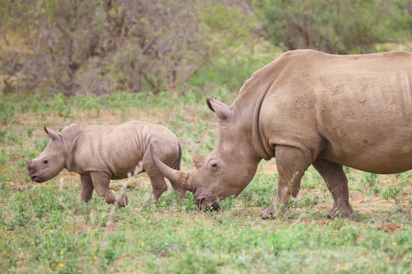 Gecombineerd reis- en hotelarrangement: Sandies Nungwi Beach 4* met 2 nachten in Selous Park
