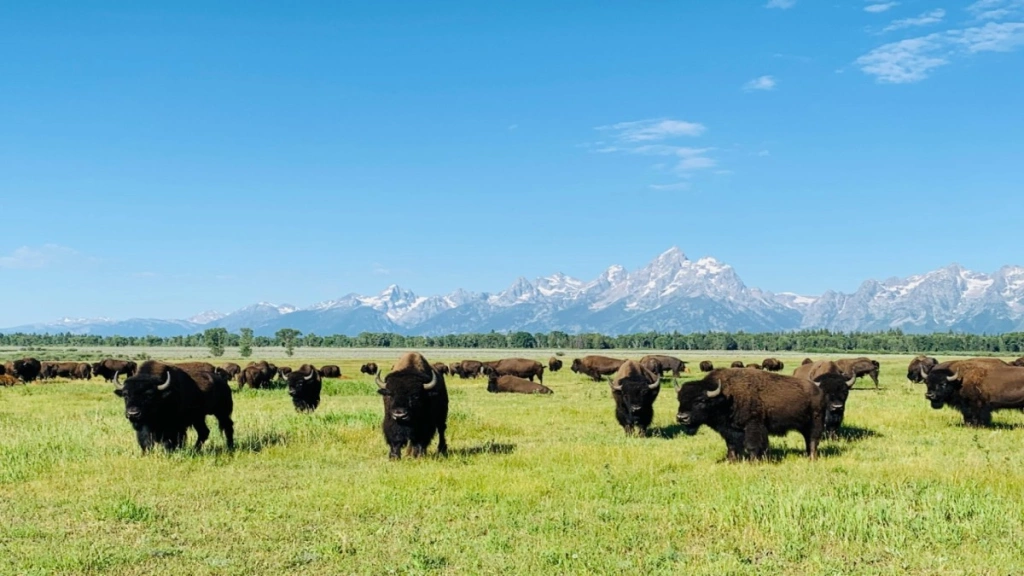 Wild Wide West USA Tour verlenging San Francisco