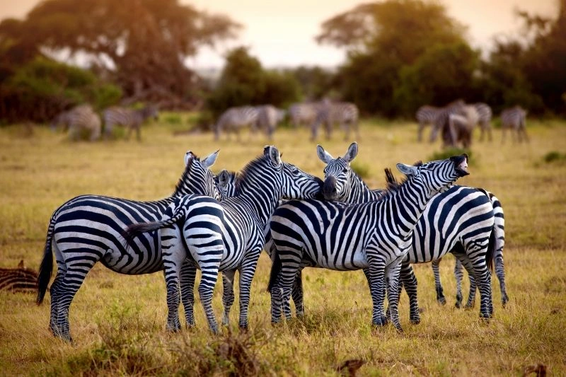 Verblijf in de Anaya Club Zanzibar 5* en Selous Safari van 2 nachten