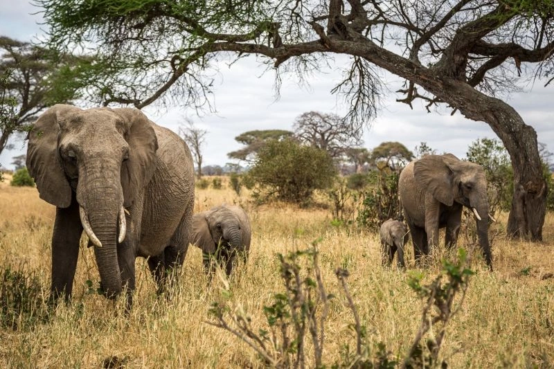 Verblijf in het 5-sterren Anaya Club Zanzibar & 1-nacht safari in Selous