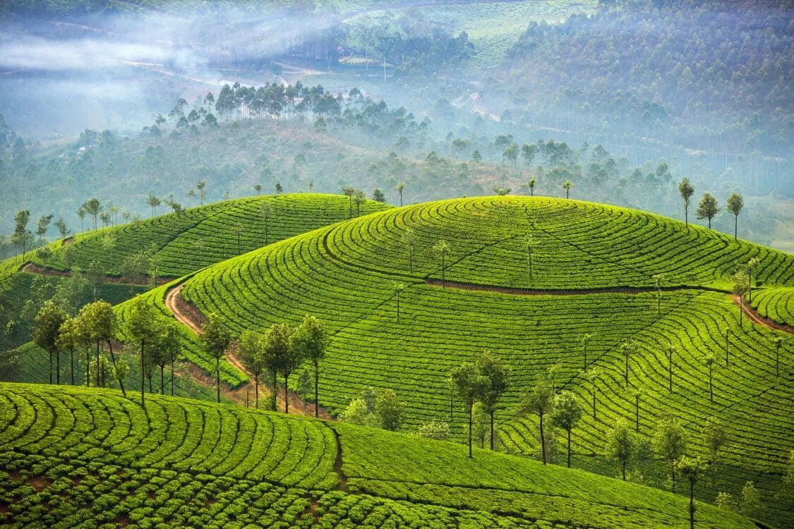 03_Munnar_plantation_de_the.jpg