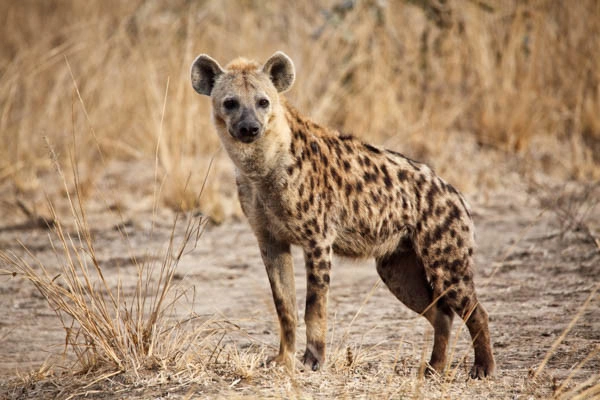 Gecombineerd reis- en hotelarrangement: Diamonds Malindi 5* met 2 nachten Tsavo Oost/West safari