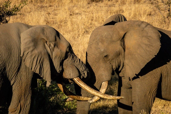 Gecombineerde rondreis en hotelverblijf in het 5-sterren Sultan Sands Island Resort & Spa met 1 overnachting in het Selous Game Reserve.