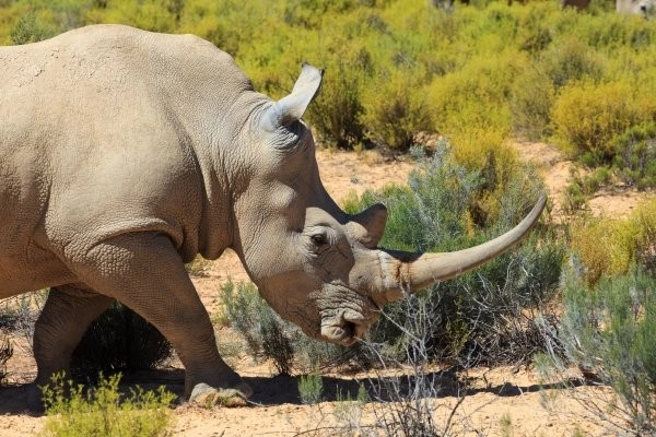 Gecombineerd tour- en hotelarrangement in het Sultan Sands Island Resort & Spa met 2 overnachtingen in het Selous Game Reserve.