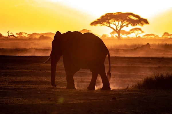Gecombineerd arrangement met rondreis en verblijf in het 4-sterren Neptune Palm Beach Boutique Resort & Spa, inclusief 3 nachten in Tsavo Oost/West en Amboseli.
