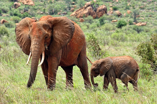 Gecombineerde rondreis en hotelverblijf in het 4-sterren Neptune Paradise Beach Resort & Spa, inclusief 2 nachten in Tsavo Oost/West.