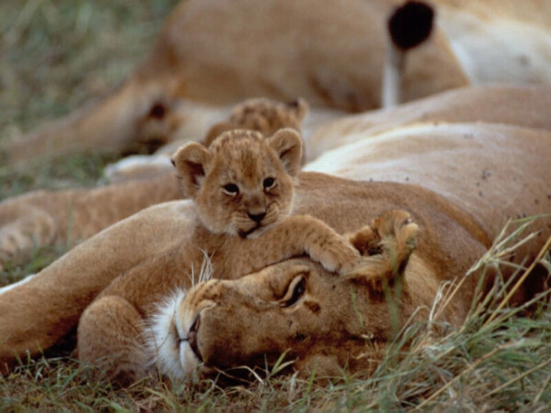 Simba-circuit