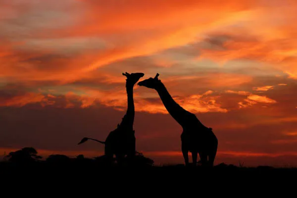 Gecombineerd reis- en hotelarrangement: Bella Vista Resort 4* met 2 overnachtingen in Selous Park.