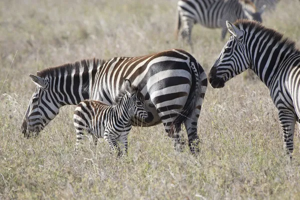 Gecombineerd reis- en hotelarrangement: Bella Vista Resort 4* met 1 overnachting in Selous Park