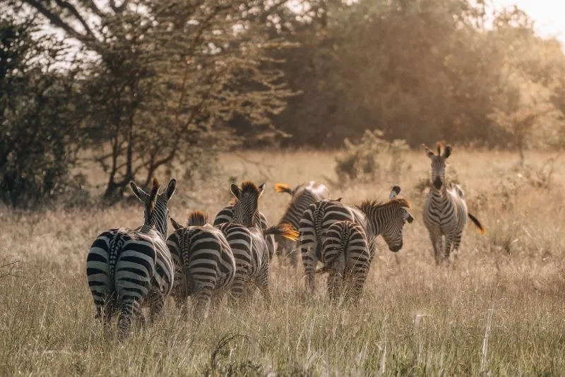 Safari Ngorongoro 4 nuits et Séjour au Karafuu Beach Resort & Spa 5*