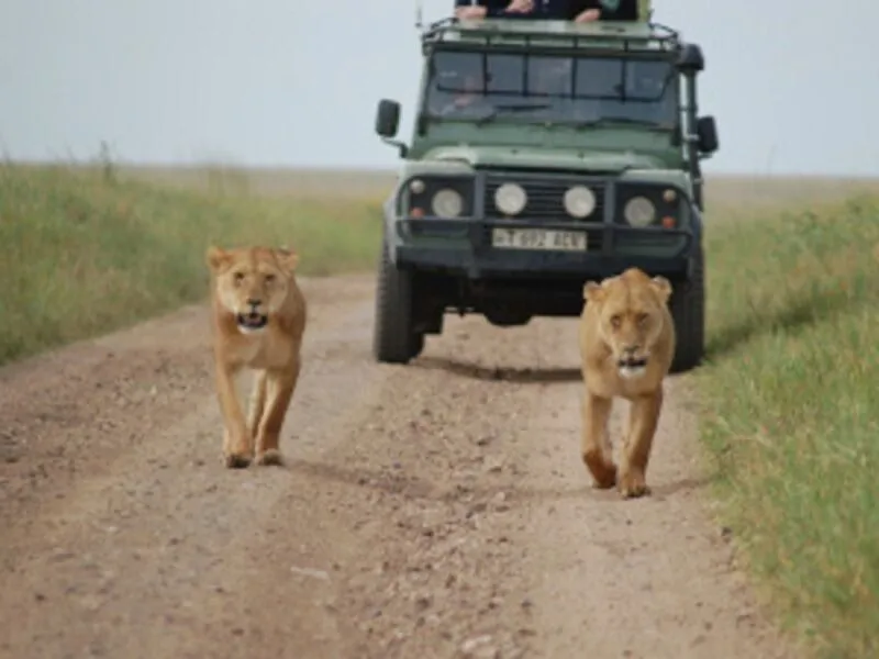 Safari Serengeti 1 nuit et Séjour au Palumbo Mnemba View Resort 4*