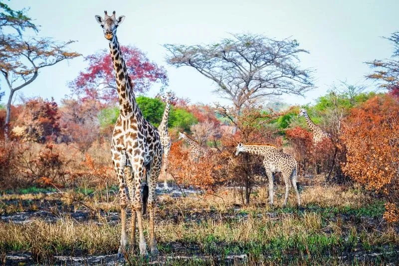 Game_drive_(28)_(800x533).jpg
