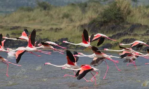 Safari Serengeti 2 nuits et Séjour au Sea Cliff Resort & Spa 5*
