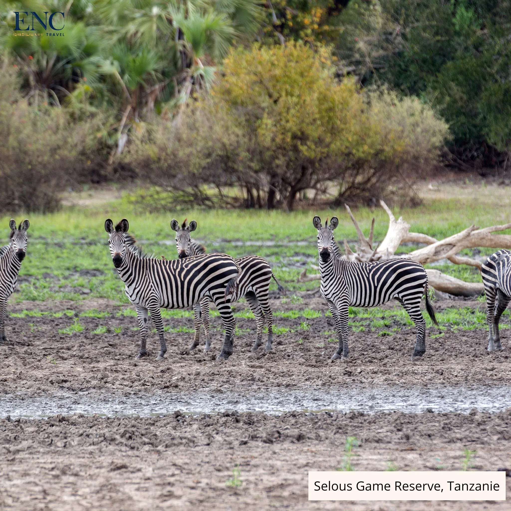 selous_game_reserve3.jpg