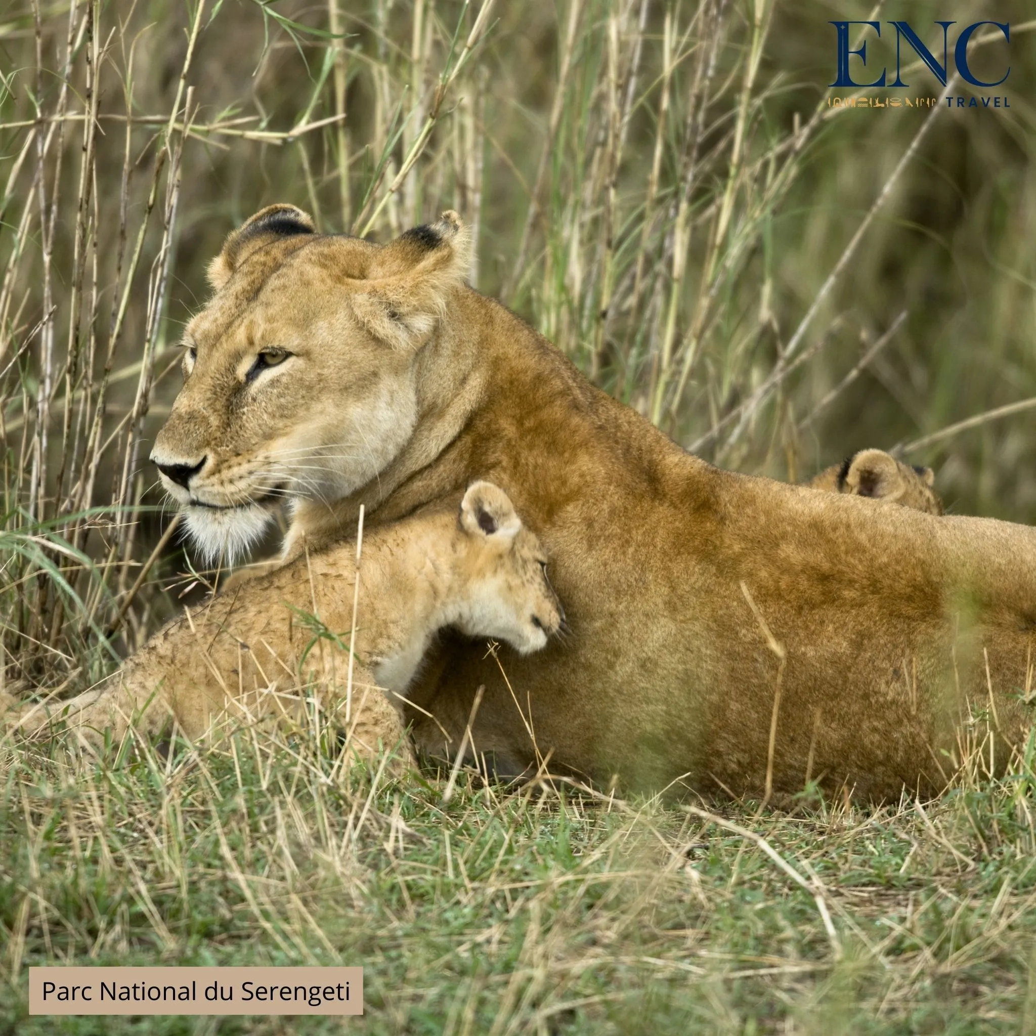 parc_national_du_serengeti3.jpg