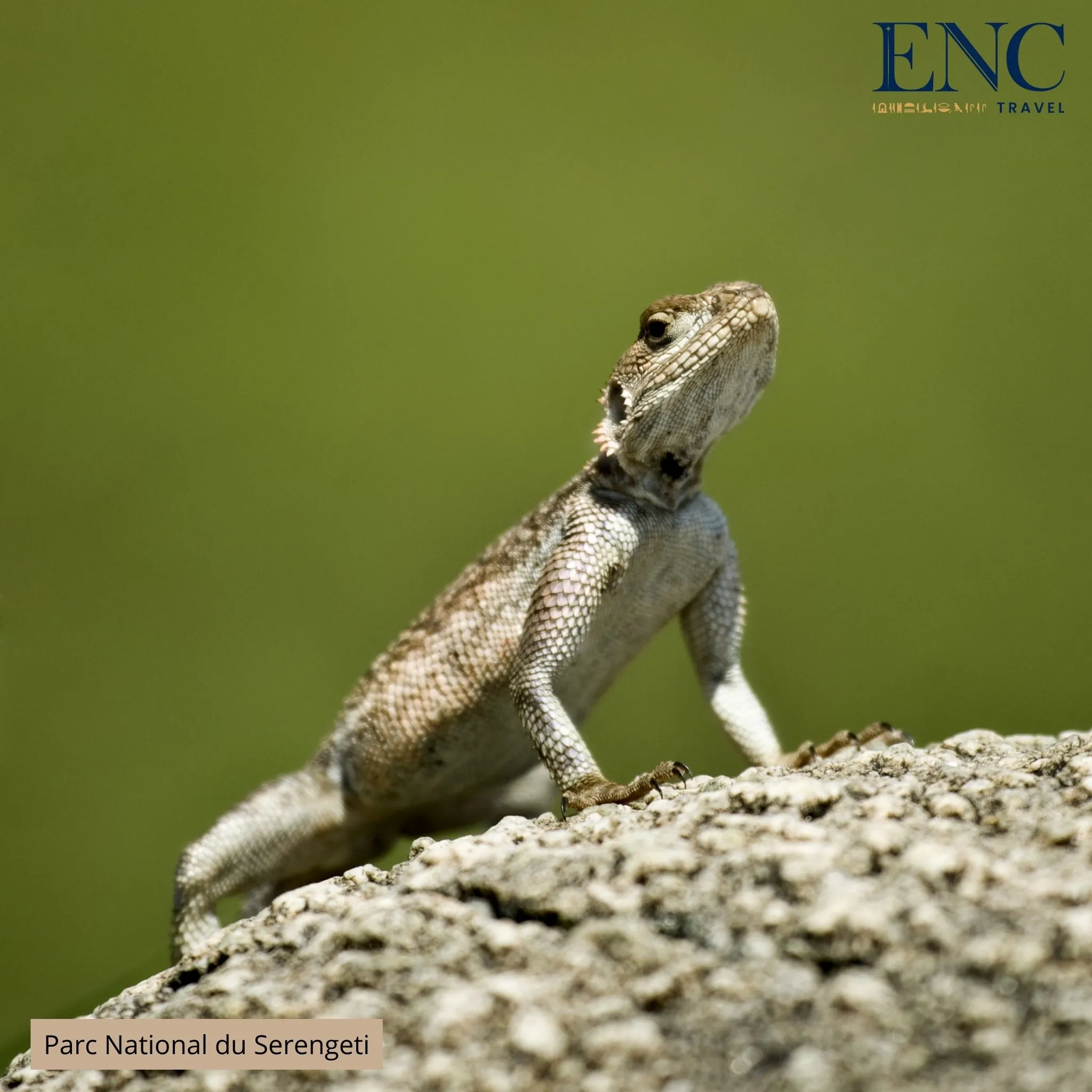 parc_national_du_serengeti8.jpg
