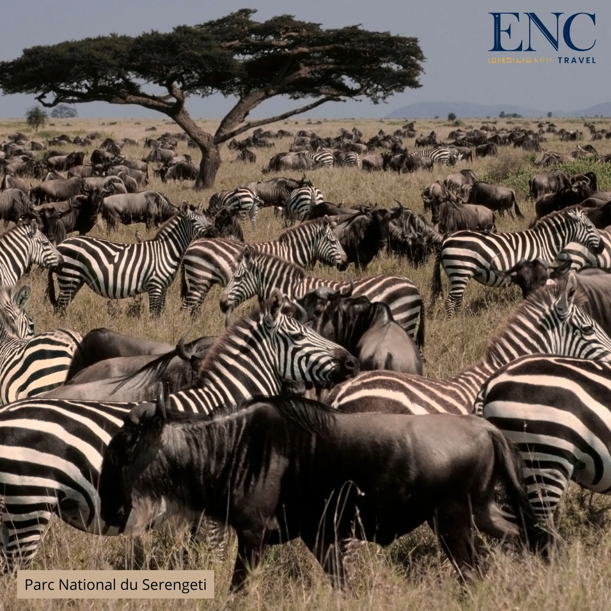 parc_national_du_serengeti2.jpg
