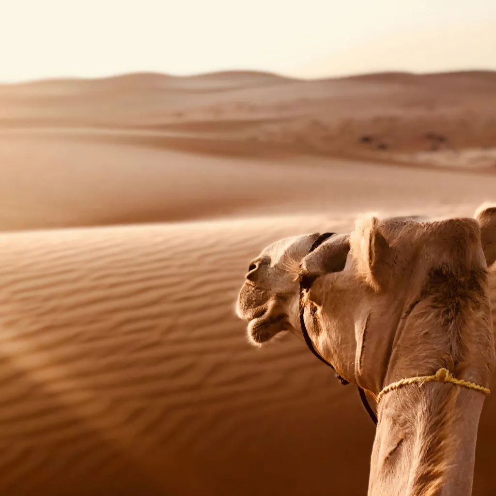 Authentiek Oman 8 dagen/6 nachten