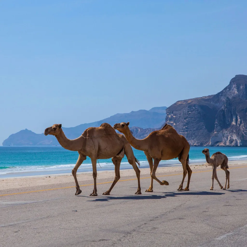 Koninklijke Ontsnapping: Van Hajar naar Dhofar 15 dagen/13 nachten