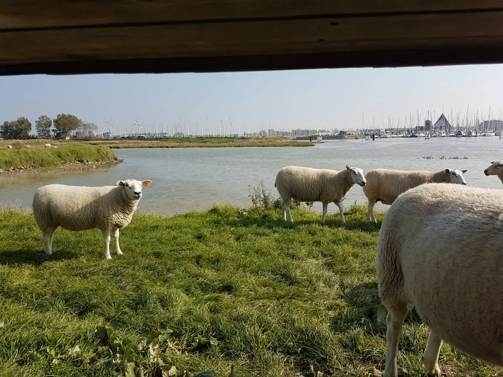 Nieuwpoort-bad:  lastminute 26/5 tot 30/5 vakantieappartement 1-4 personen groot terras